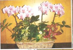 Large Orchids