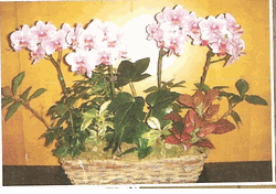 Large Orchids