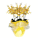 Large orchids Plants