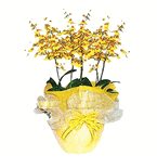 Large orchids Plants