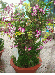 Large pot orchids