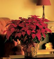 Christmas Large Red Poinsettia