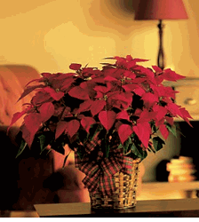 Christmas Large Red Poinsettia