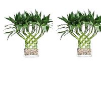 LargeTrellis Arrangement (Large -cane)