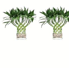 LargeTrellis Arrangement (Large -cane)