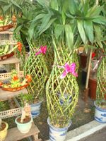 LargeTrellis Arrangement (Large -cane) bamboo 1 pots