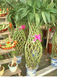 LargeTrellis Arrangement (Large -cane) bamboo 1 pots