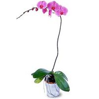 Lavender orchid plant