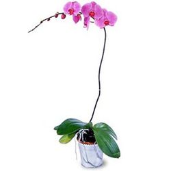 Lavender orchid plant