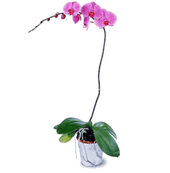 Lavender orchid plant
