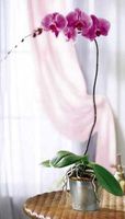 Lavender Phalaenopsis 