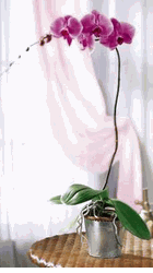 Lavender Phalaenopsis 