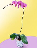 Lavender Phalaenopsis Orchid