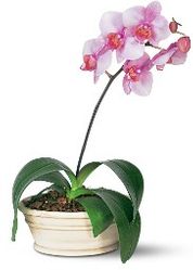 Lavender Phalaenopsis Orchid