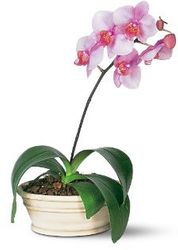 Lavender Phalaenopsis Orchid