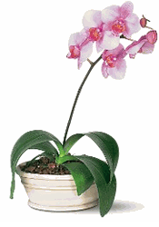 Lavender Phalaenopsis Orchid