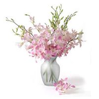 Light Pink Orchid 