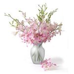 Light Pink Orchid 