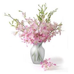 Light Pink Orchid 
