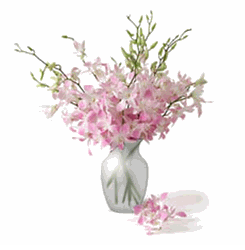 Light Pink Orchid 