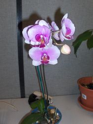 Light Purple Orchid Plant
