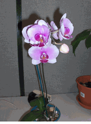 Light Purple Orchid Plant
