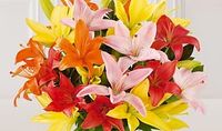 Lilie Pink 5 stems
