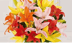 Lilie Pink 5 stems