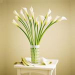  lilies