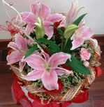 Lilies