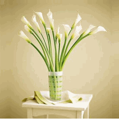  lilies