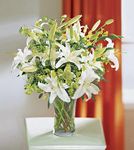 Lilies and More 