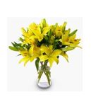 Lily Magic