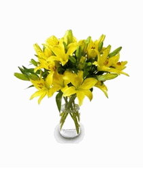 Lily Magic