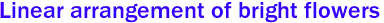 Linear arrangement of bright flowers