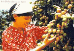 Litchi 1kg