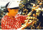 Litchi 1kg