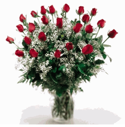 Long-stem premium rose 