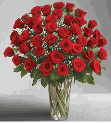Long Stem Red Roses Valentine Day
