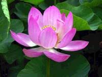 Lotus flowers 10 Stems 