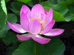 Lotus flowers 10 Stems 