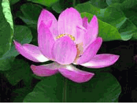 Lotus flowers 10 Stems 