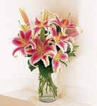 Lovely Lilies