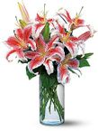 Lovely Lilies