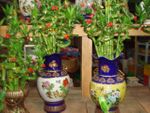 Lucky bamboo 1 pots