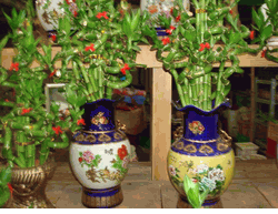 Lucky bamboo 1 pots