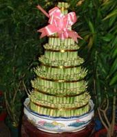 Lucky Bamboo