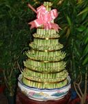Lucky Bamboo