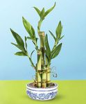 Lucky Bamboo