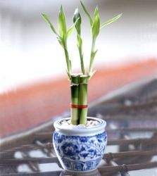 Lucky Bamboo